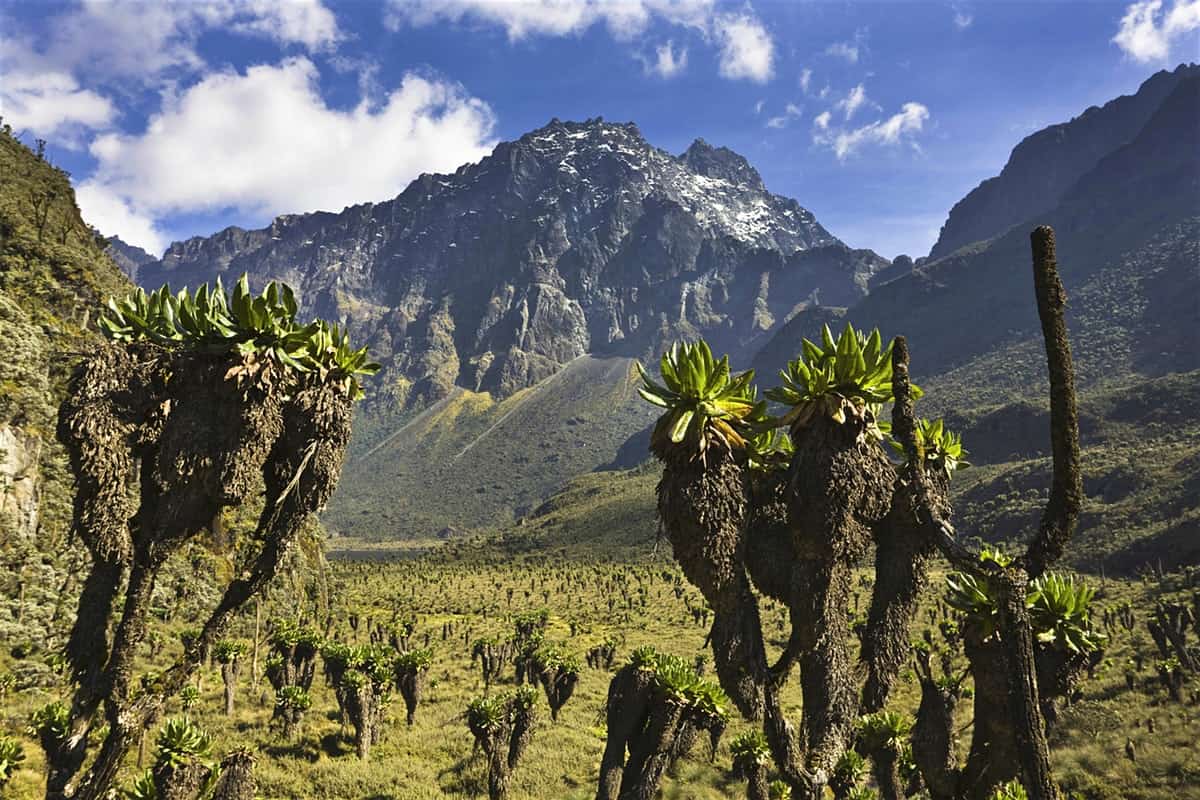 Rwenzori Mountains