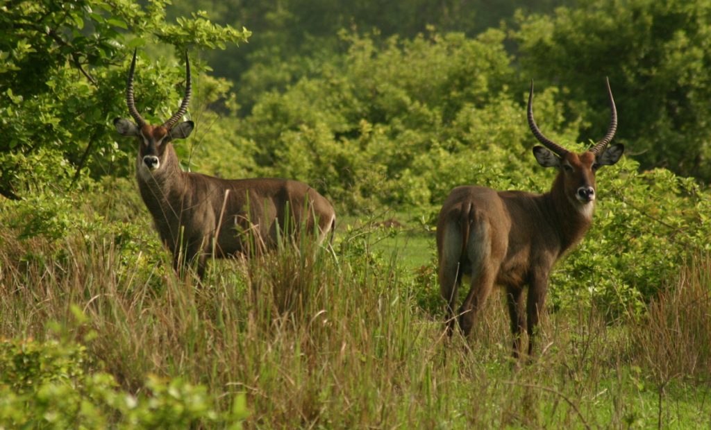 Mole National Park Image